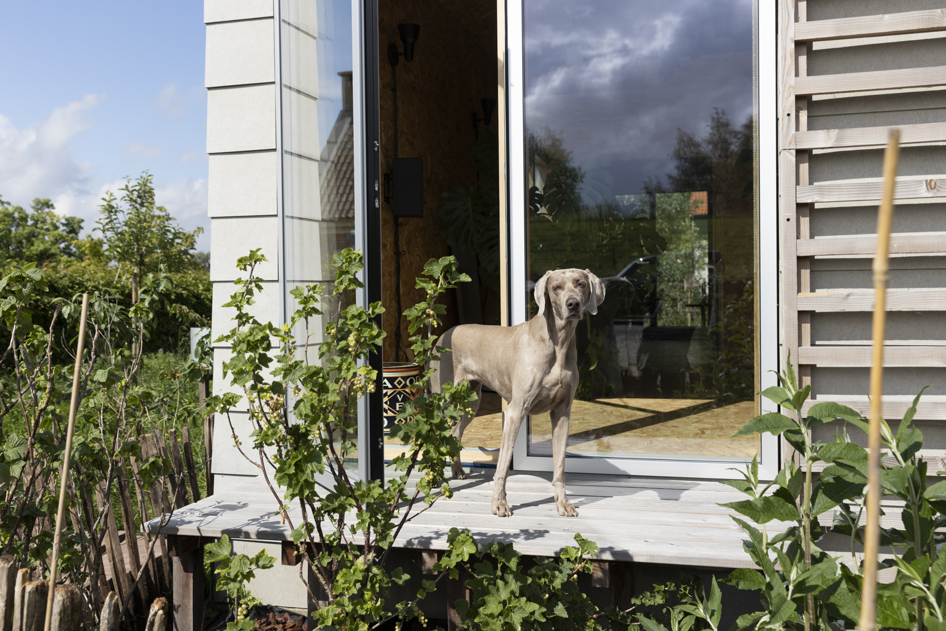 Foto van glazen deuren met een hond